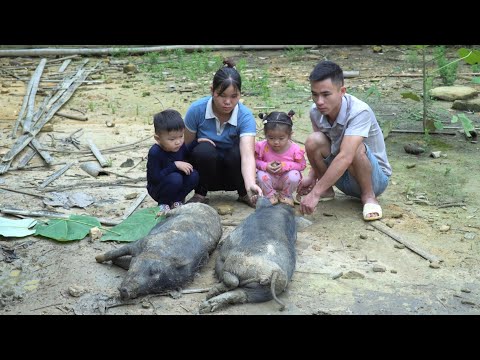 Lost all the pigs due to disease, nothing left