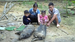 Lost all the pigs due to disease, nothing left