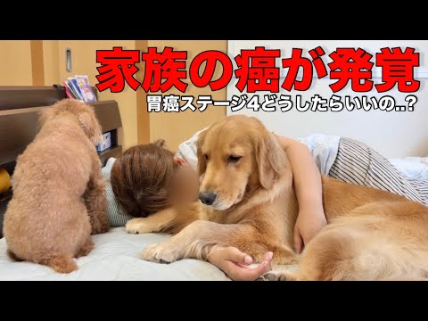 家族が胃癌だった事が受け入れられないママに寄り添い続ける犬が優しい...【ゴールデンレトリバー•ボーダーコリー】