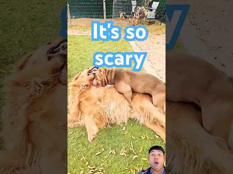 OMG๐ฑ๐ฑ๐ฑ#horsetrack #animals #funny #xcavator #cow #animallife #funnypet #cute #shorts