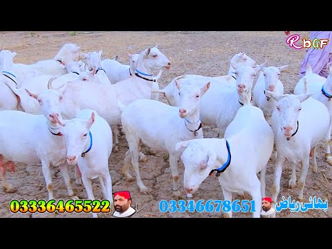 سائنن گبن تیار بکریاں خریدیں اپنی غربت کو ہمیشہ کے لئے ختم کریں صرف بسم الله گوٹ فارم پر دستیاب ہیں