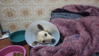 Cachorrinha estava se recuperando da cirurgia e olha o que aconteceu