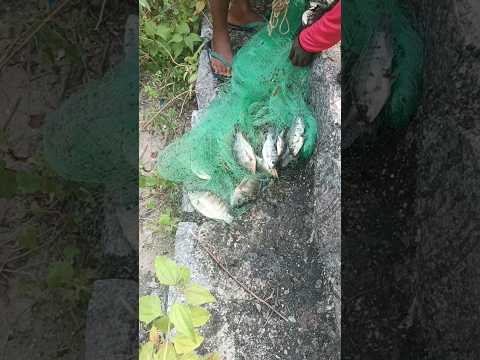 amazing #net #nice #fishing #video வலை வீசி பிடித்த மீன்கள்#shotrs