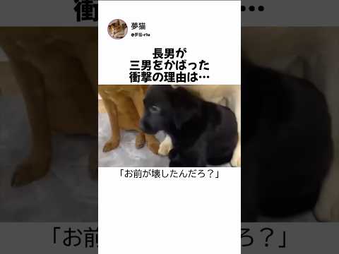 本当の犯人は別にいたの?
