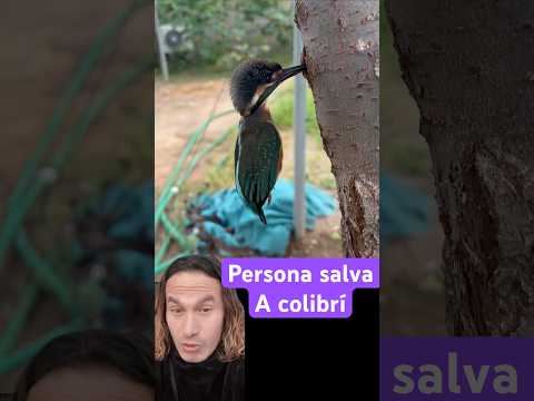 Mira que le pasó a este colibrí ?