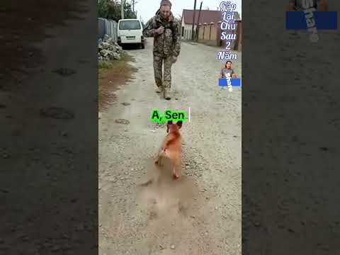 Chú Chó Gặp Lại Chủ Sau 2 Năm❤️