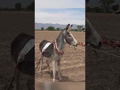 Amanzando BURROS