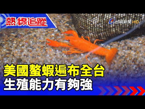 美國螯蝦遍布全台 生殖能力有夠強【熱線追蹤】 - YouTube(6分11秒)