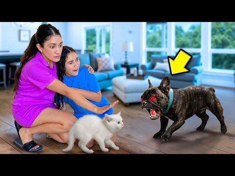 Bambi Met Our New Kitten it Wasn't as Expected!! *DISASTER*