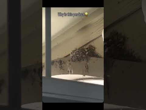 Sing It!! 🫠🐦‍⬛ #funnyvideos #fypシ゚ #shorts #pets #birds #lol #youtuber #youtube #viral #funny #lol