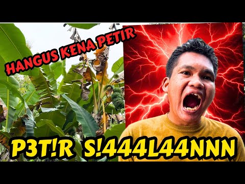 ADA PETIR DI KEBUN | Beberapa Pohon Pisang Terkena Sambaran Petir