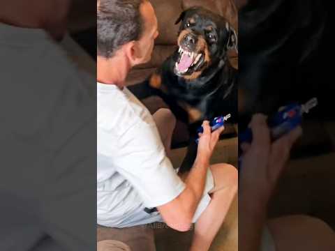 इस कुत्ते को पालने से मौत हो जायेगी | Dangerous dog 😱🔥 #shorts