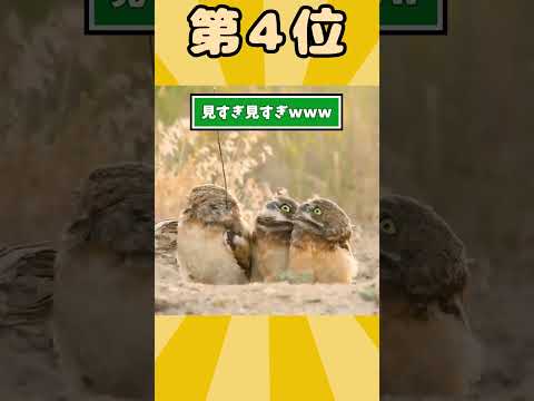 フクロウさん見て癒されたら夜更かしｗｗｗ #動物 #フクロウ #2ch動物スレ
