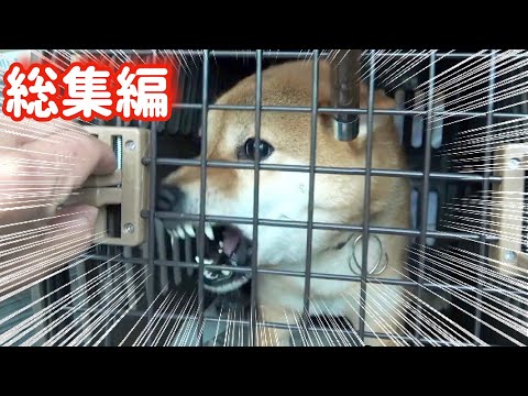 家族全員に噛み付き触れなくなった柴犬の末路（巧くん総集編）