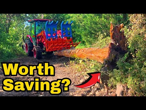 Draggin Money Out the Woods