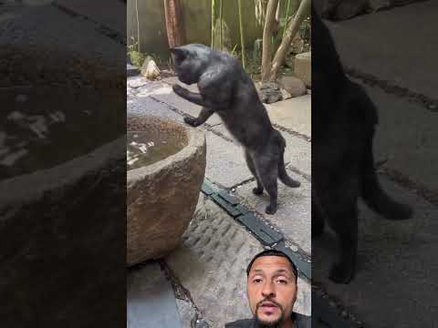 Thai cat been working out