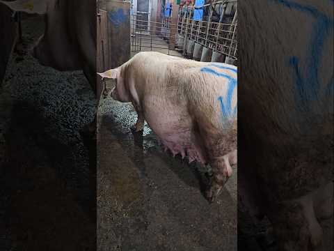 See you soon🐷🐷 #pigging #farming #subscribe #pig #shortvideo #shorts #short #shortsfeed #foryou #usa