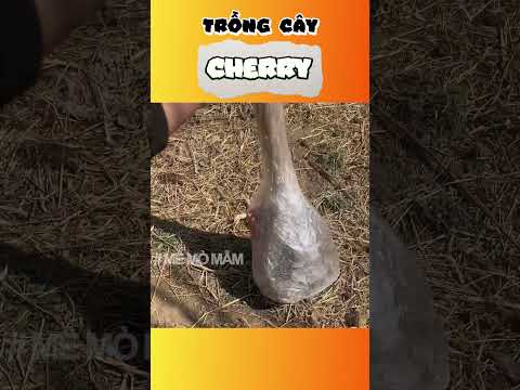 Trồng cây cherry | Mê Mò Mẫm