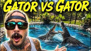 My Alligators are FIGHTING EACH OTHER 🫣😭 