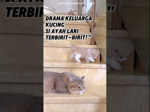 drama keluarga kucing#short