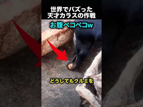 何度失敗しても諦めない…天才カラスの作戦に驚愕!