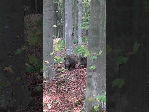 SUPERBE TIR D'UN SANGLIER EN PLEINE COURSE ! #sanglier #chasse #battue