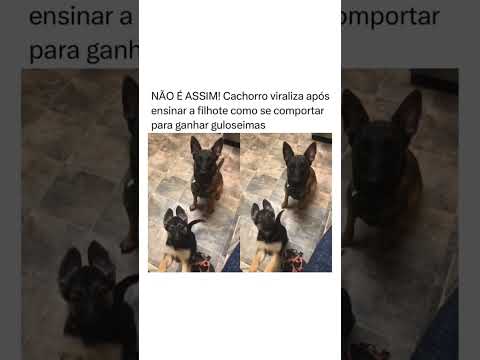 ela: senta logo garoto kkkkk🤣❤️🐶 #memes #humor #cachorro #petlover #memesbr #memesbrasil #pets