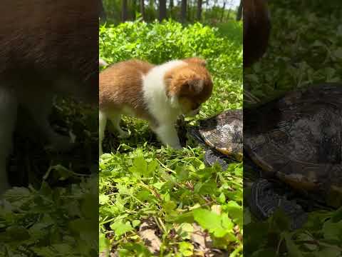 The dog is reluctant to let the turtle leave #cutepet #dog