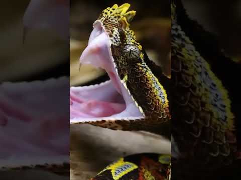 🐍⚠️LOS COLMILLOS MAS GRANDES! #asombroso #viral #curiosidades #animal #shorts