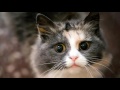 Understanding the Meow Language