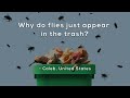 Lifecycle and Metamorphosis of Flies