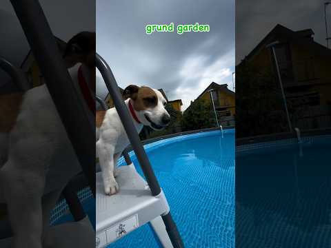 Собака и бассейн