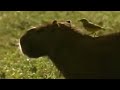 Oxpeckers and Their Ecological Roles