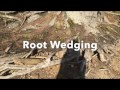 Understanding Root Wedging