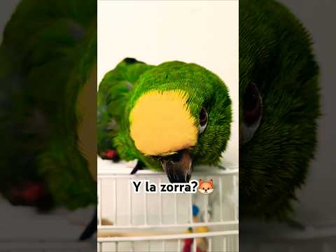 ๐ฆAsi dice #funnyanimals #birdlovers #parrotlover #parrot #parrottalking #talkingparrot #cute #funny