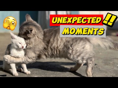 Mom Cat Make Her Angry Kitten Happy🐈🙀 UNEXPECTED MOMENTS😀