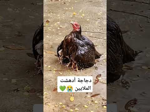 دجاجة أدهشت الملايين #shorts