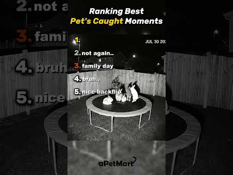 Top 5 Pets 💀 #cats #cat #funnyanimals #animals #funnypets #catcore #catsofinstagram #fyp #pets #cute