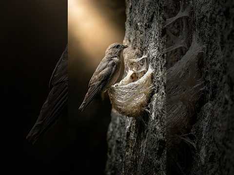 Bird Make a CRYSTAL Nest! 💎 #birds #timelapse #birdnest