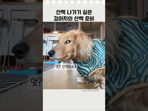 산책 싫어하는 강아지가 있다?! #닥스훈트 #산책