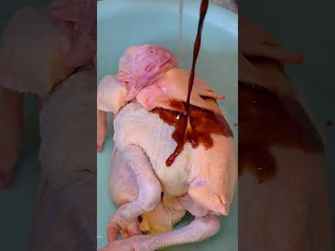 I made your favorite roast chicken. #exlittlebeans #funnyvideo #funnycats #cooking