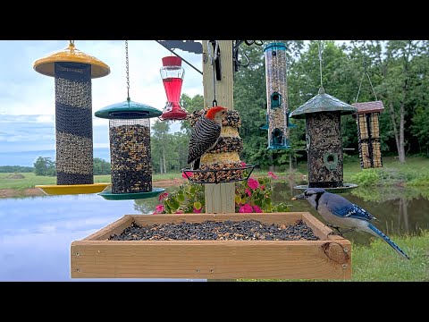 Ozarks Live Bird Cam 🌼 Garden Bird Watching 🐦