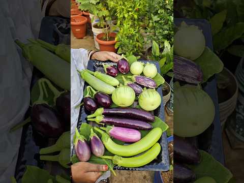 Brinjals harvesting వంకాయలు #brinjal #mygarden #gardening #shortvideo #ytshorts #shorts