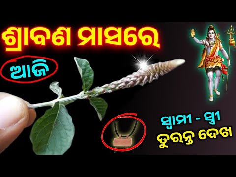 ଶ୍ରାବଣ ମାସ 2025, ଘରକୁ ଆଣନ୍ତୁ ଏହି ଗଛର ଚେର,ପୁରା ବର୍ଷ ଜମିକି ପଇସା ଆସିବ | Sawan 2025#Srabana#Apamargtree