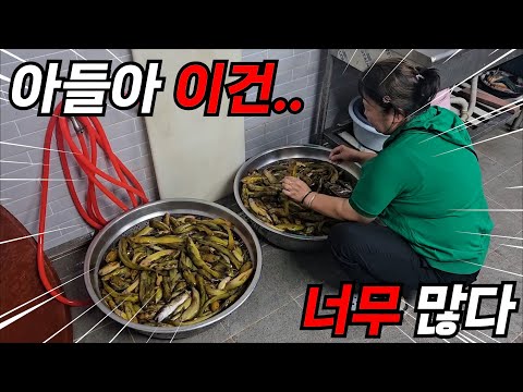 대농갱이 50킬로를 잡아오면 어머니의 반응은 어떨까? 질리게 나옵니다..