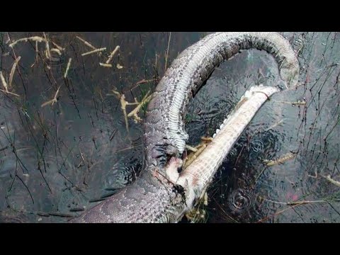 Cobra gigante não aguentou, veja no que deu!