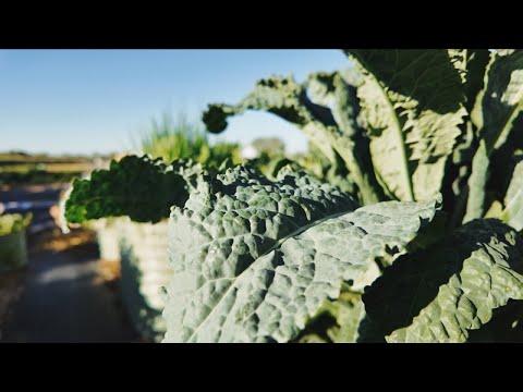 Metal Garden Bed For Compost and Vegetables (Vego Largest Bed)