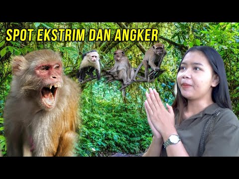 Pest Control Monkey Attacks