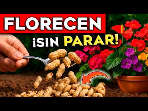 ÚSALO Así y tus PLANTAS FLORECEN SIN PARAR 🌸 | El ABONO Casero MÁS POTENTE y Natural