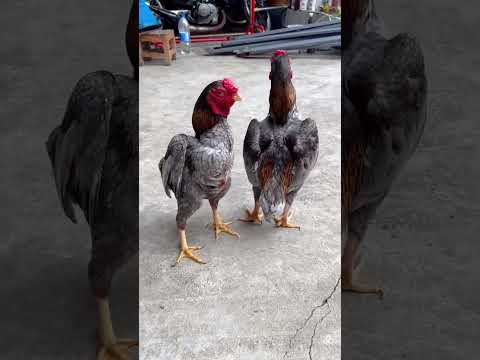 Cặp gà chuẩn c1, đánh đâu thắng đó
